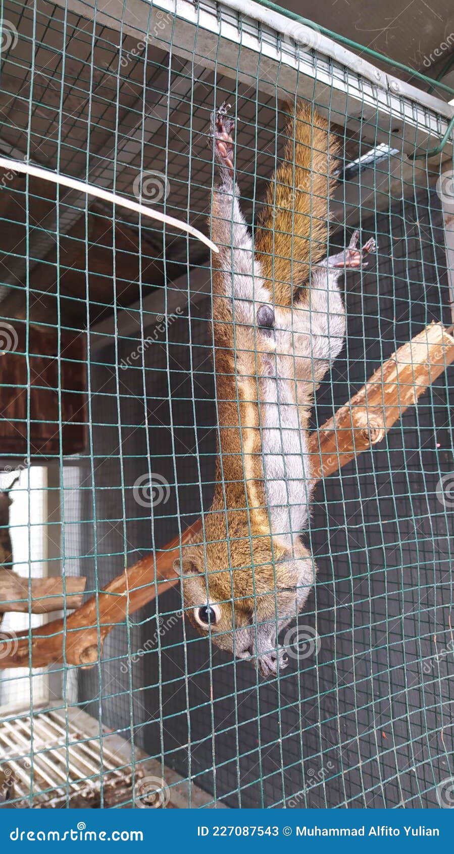 Squirrel in the cage stock image. Image of wildlife 227087543