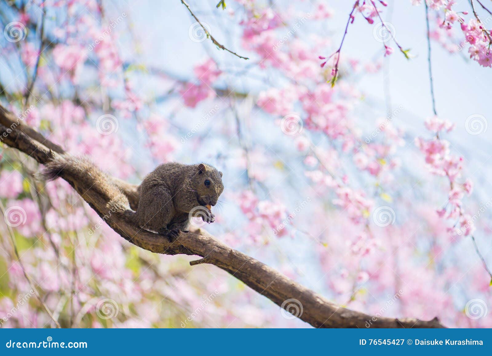 Squirrel In Cherry Blossom Stock Image 29951539