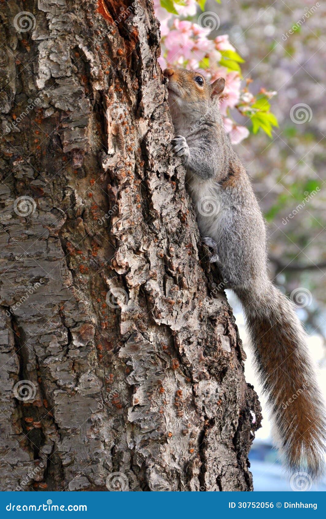 Squirrel and Cherry Blossoms Stock Photo Image of hanging, white