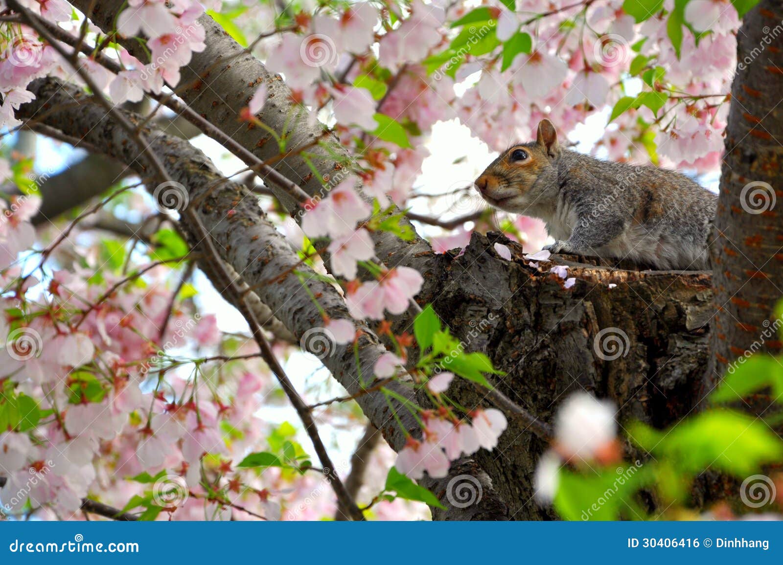 Squirrel and Cherry Blossoms Stock Photo Image of delicate, blossom