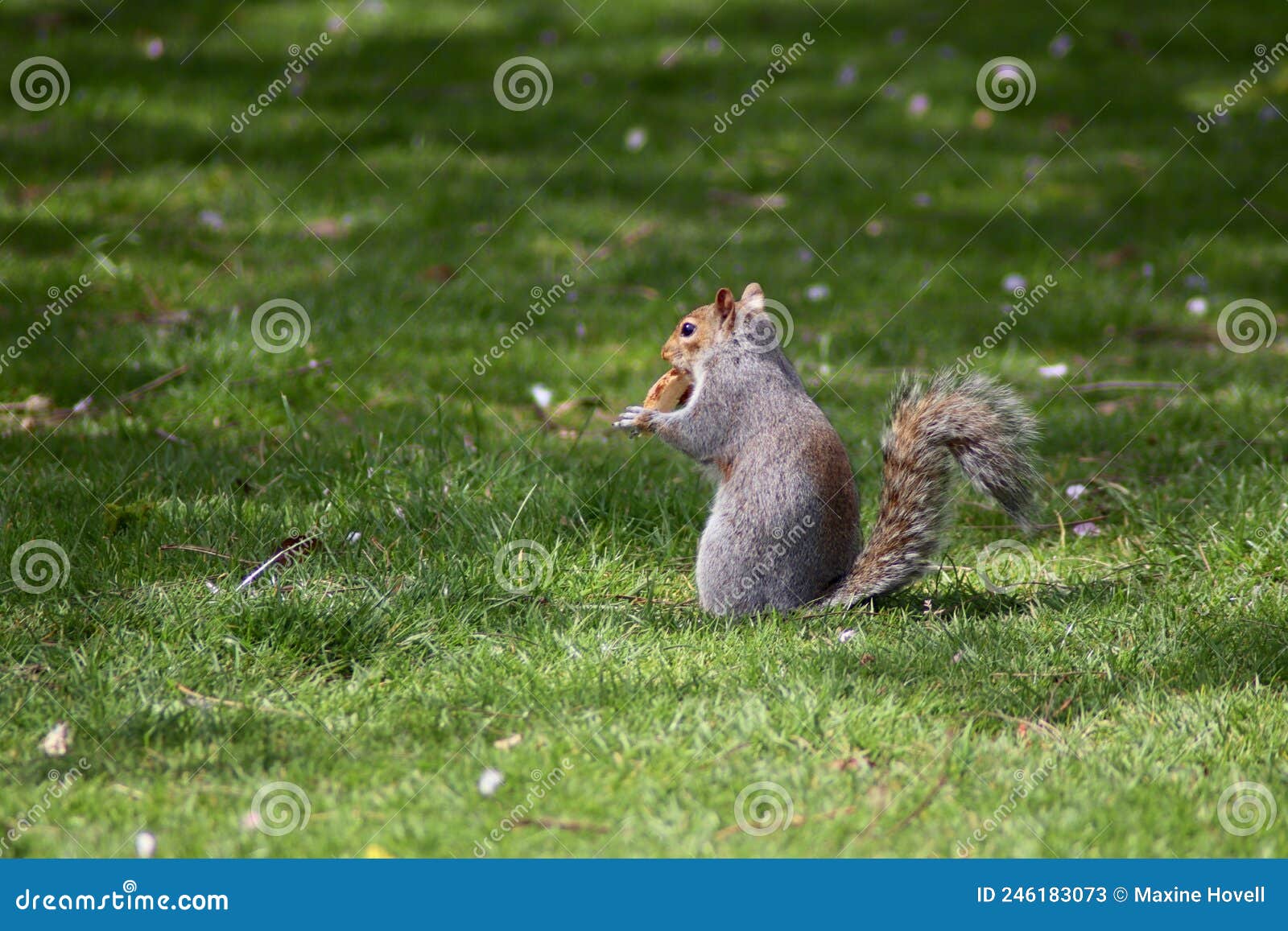 A Grey Squirrel Eating Nuts Stock Image Image of squirrel, april