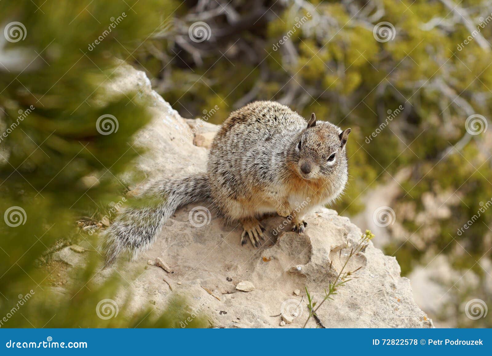 Squirrel chipmunk stock photo. Image of white, forest 72822578