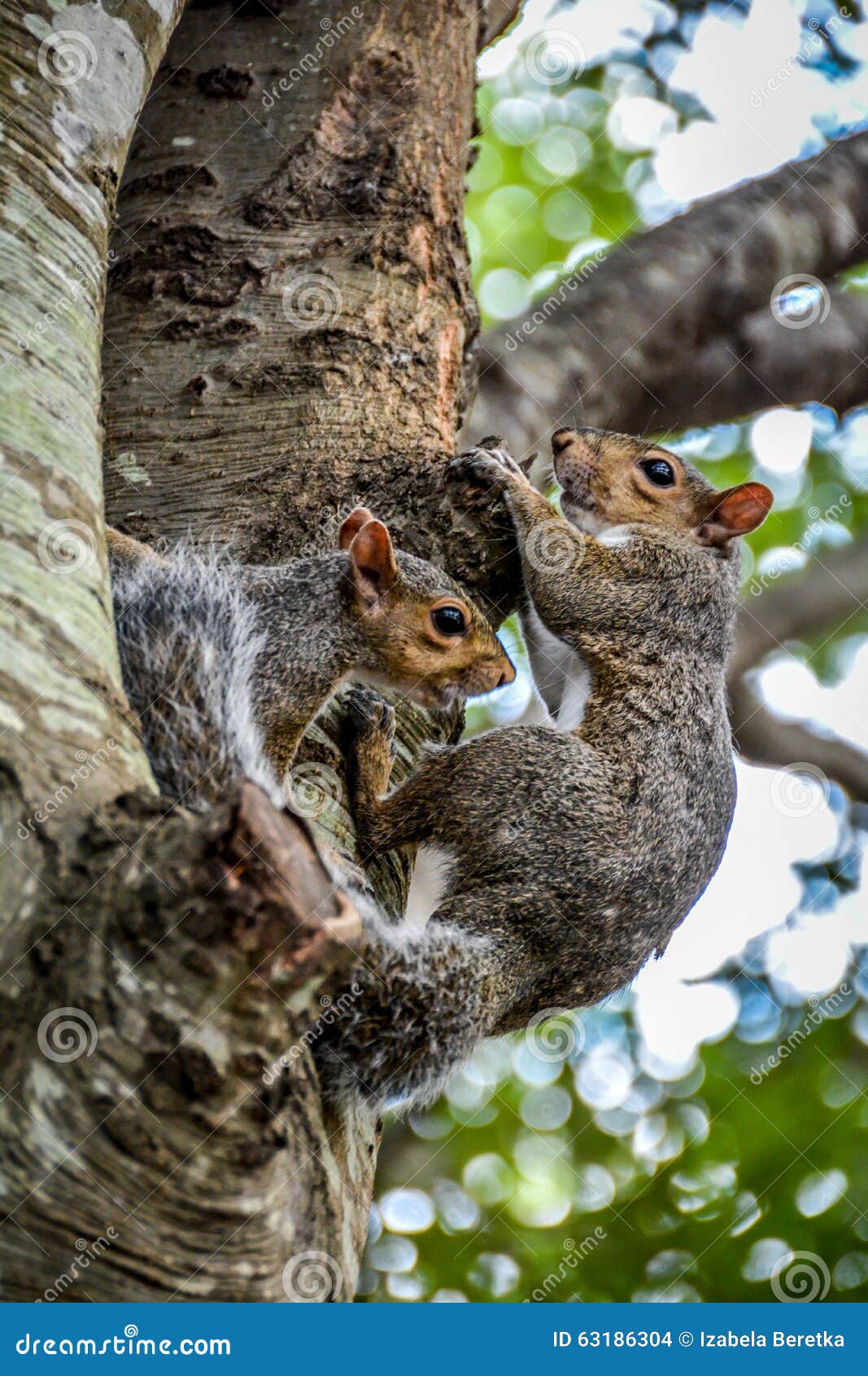 Squirrel couple stock photo. Image of head, introduced 63186304