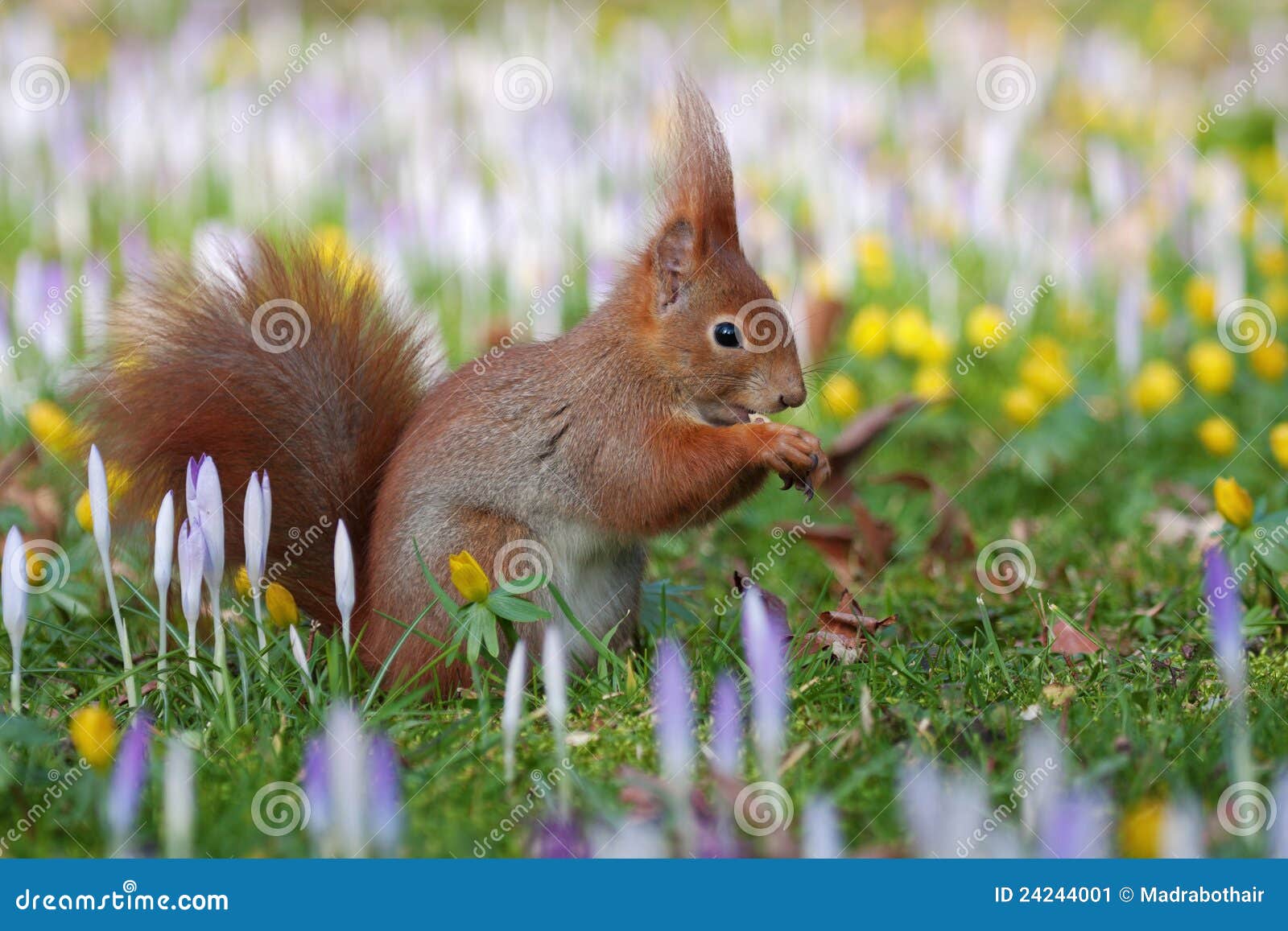 Squirrel between crocusses stock image. Image of nature 24244001