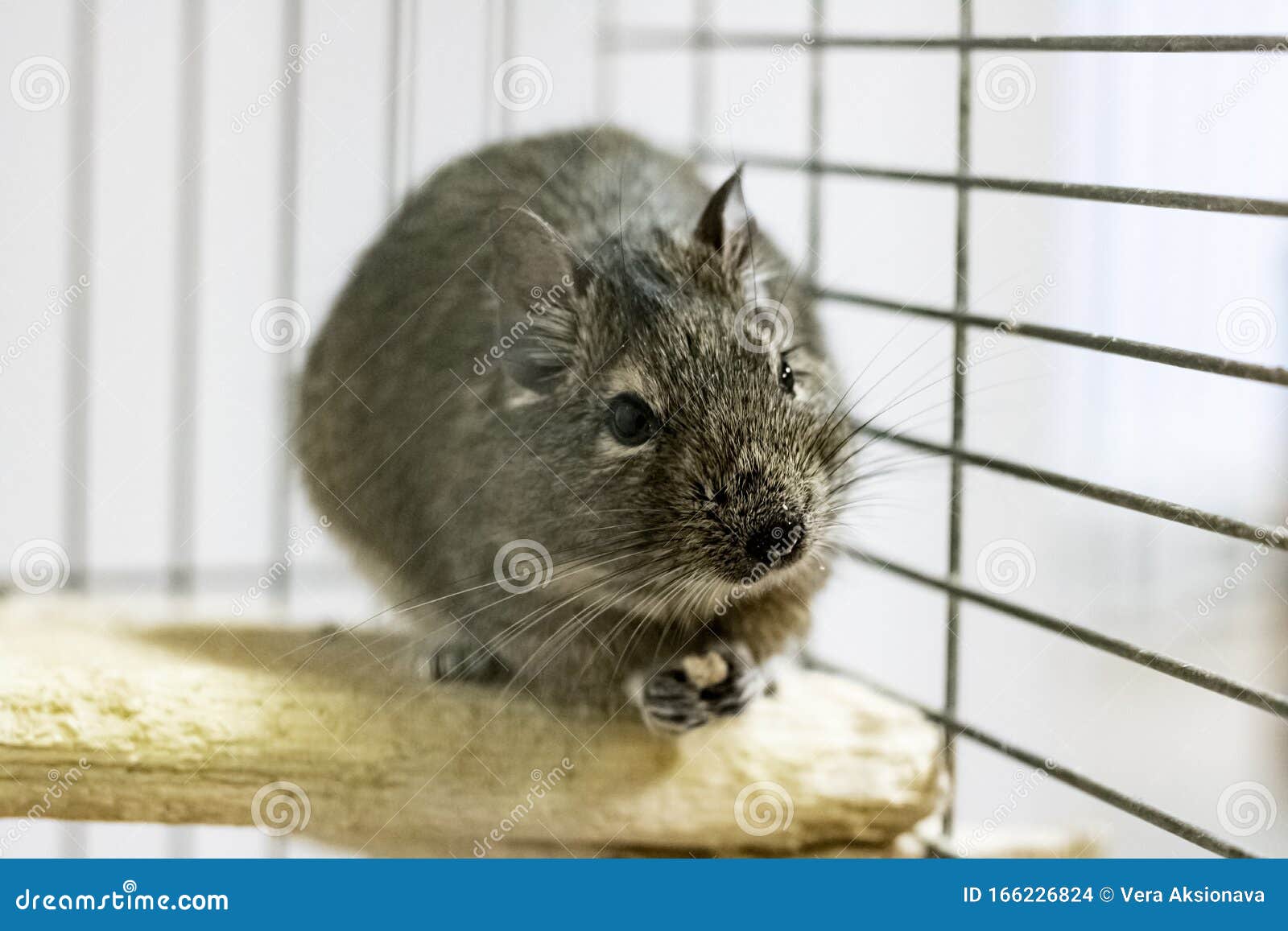 degu enclosure