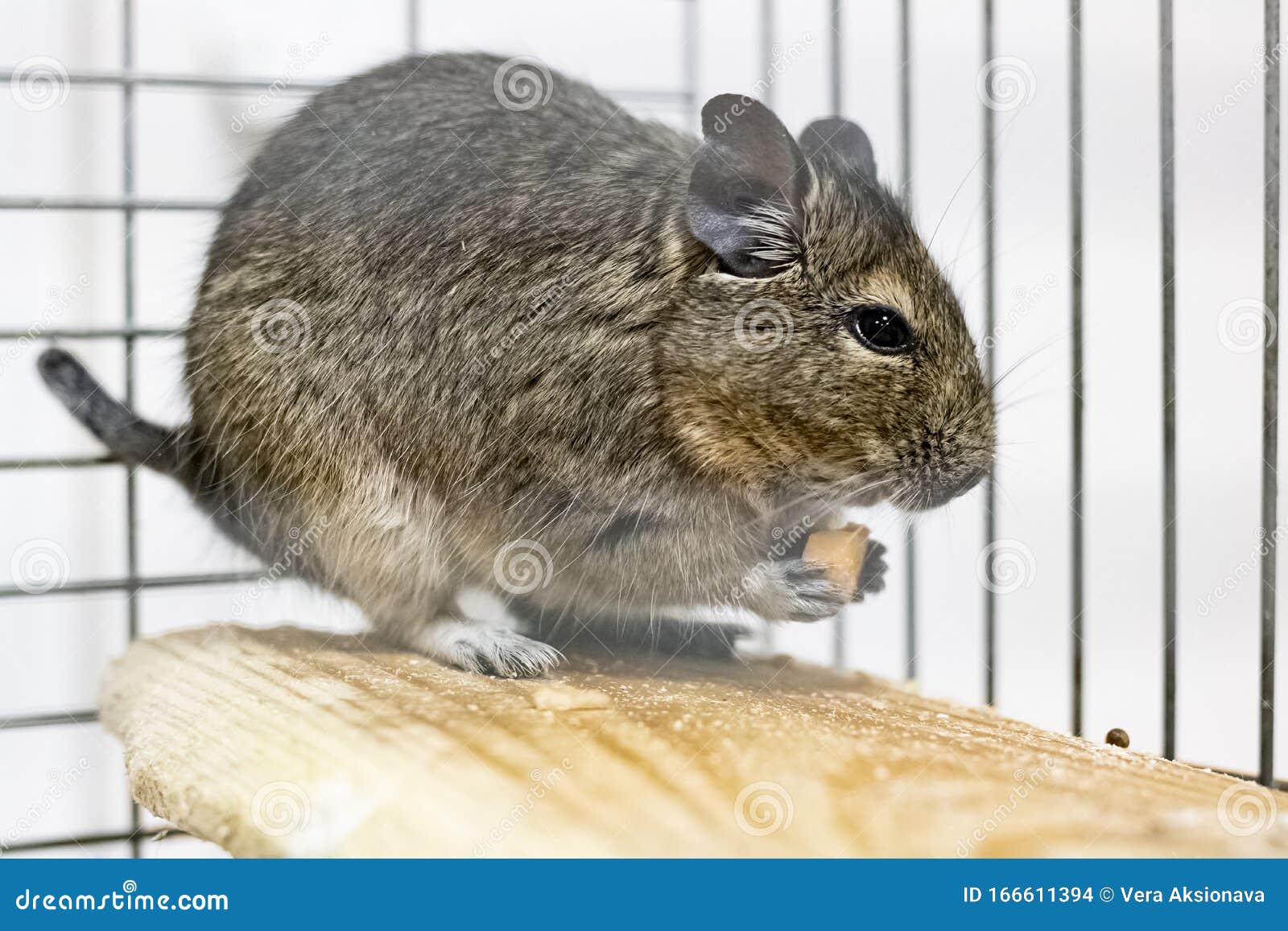 degu cage