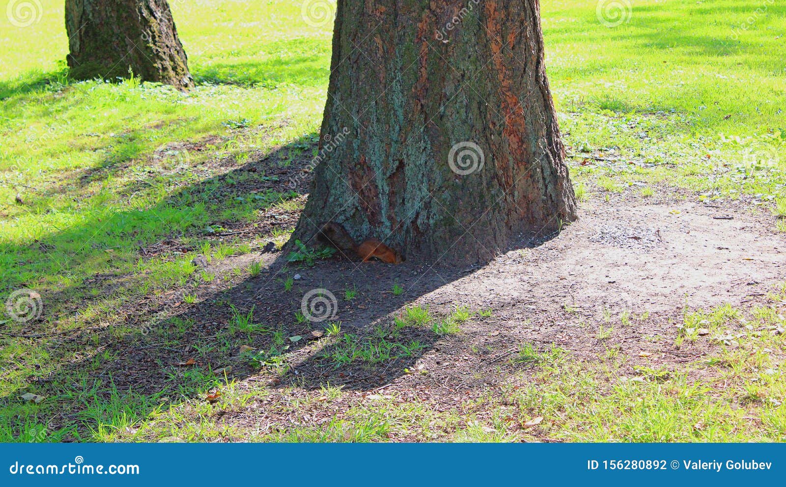 Squirrel Digs a Hole Under a Tree Stock Photo Image of hole, green