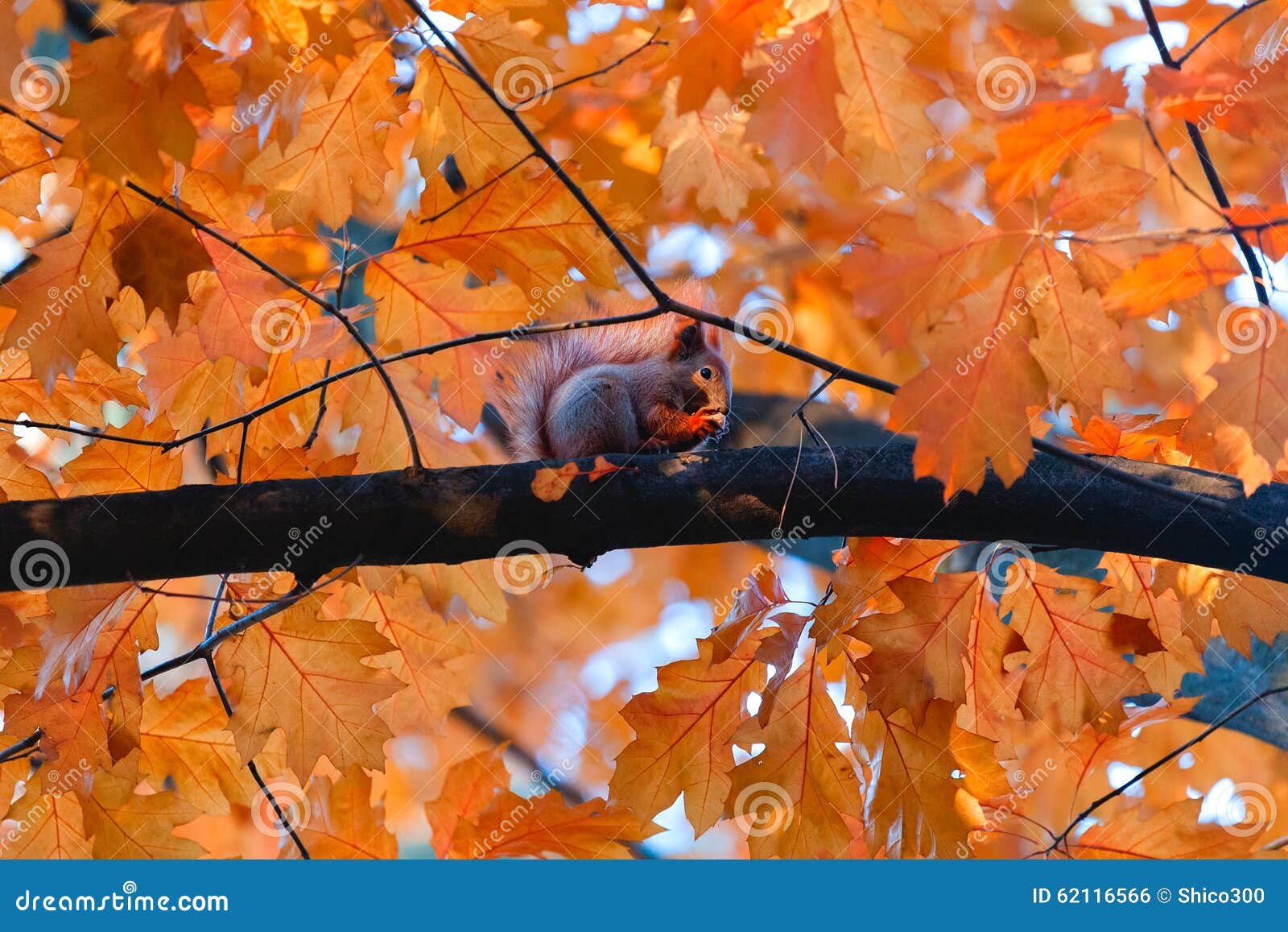 Squirrel Eat Nuts on Branch of Autumn Tree Stock Photo Image of
