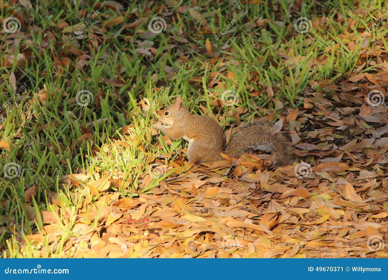 squirrel eating