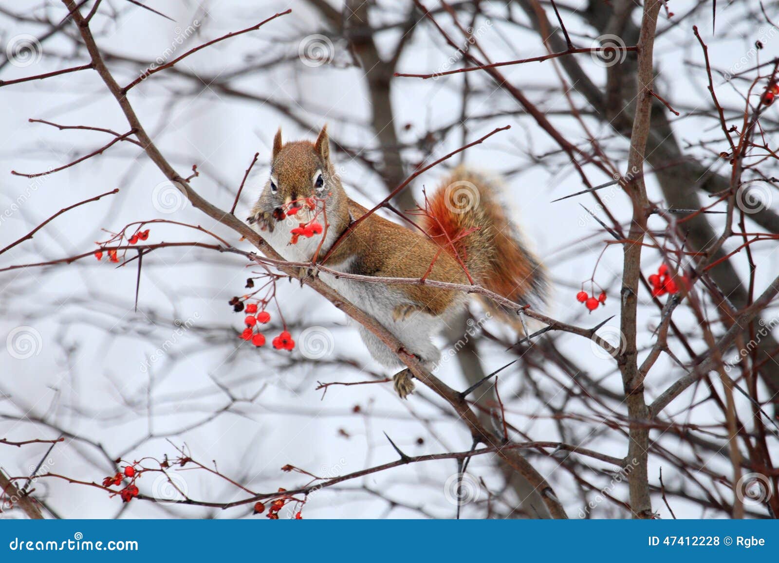 Squirrel stock photo. Image of garden, cute, lovely, tree 47412228