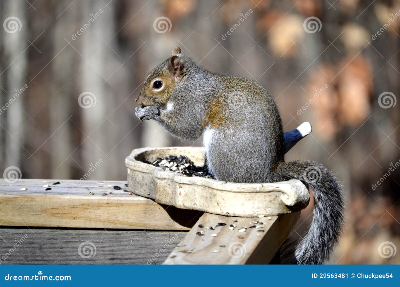 Squirrel eating bird stock image. Image of squirrel, cute 29563481