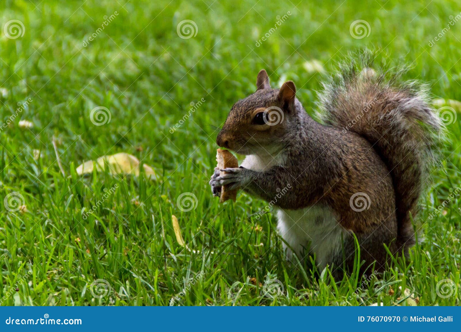 Squirrel eating bread stock photo. Image of grass, nature 76070970