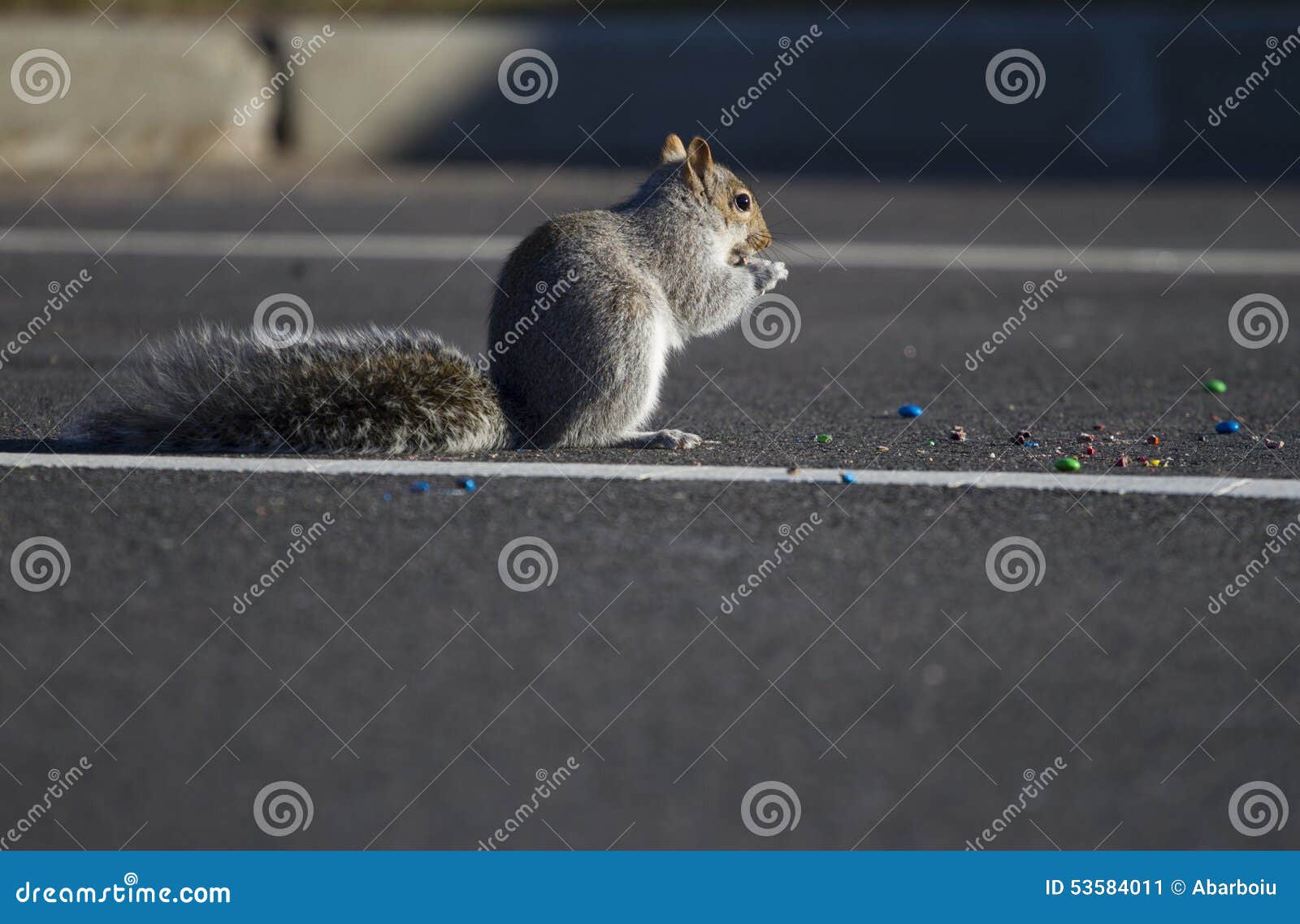 Squirrel eating candies stock image. Image of park, asphalt 53584011