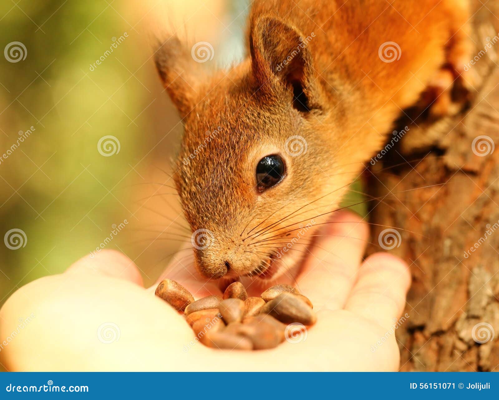 Squirrel Eating Cedar Nuts from My Hand Stock Image Image of feeding