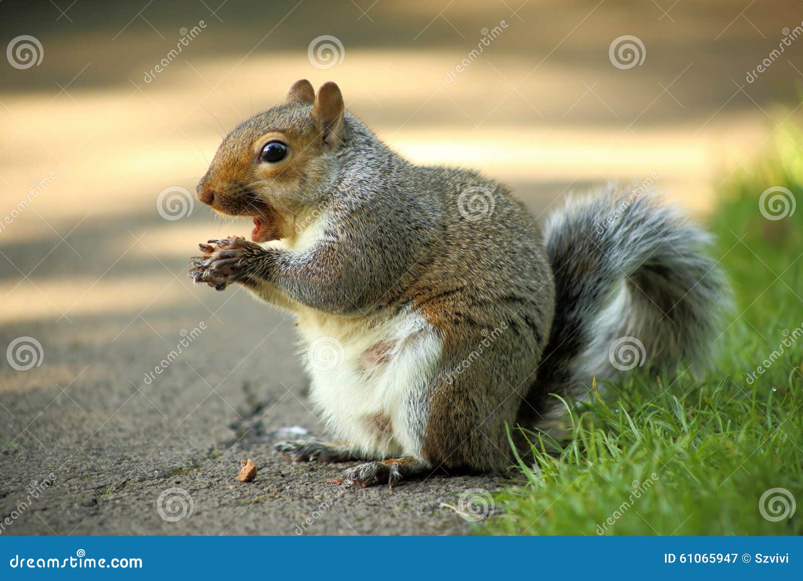 Squirrel eating chocolate stock image. Image of choco 61065947
