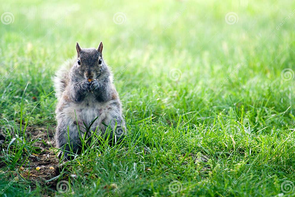 Squirrel Eating Corn stock image. Image of soft, knibbling 2682197