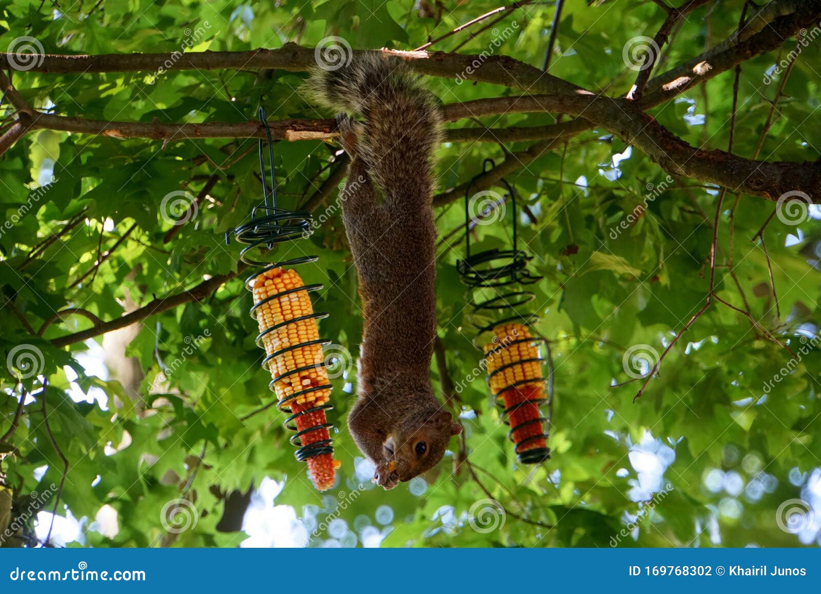 A Squirrel Eating a Corn Cob Hanging on a Tree Branch Stock Photo