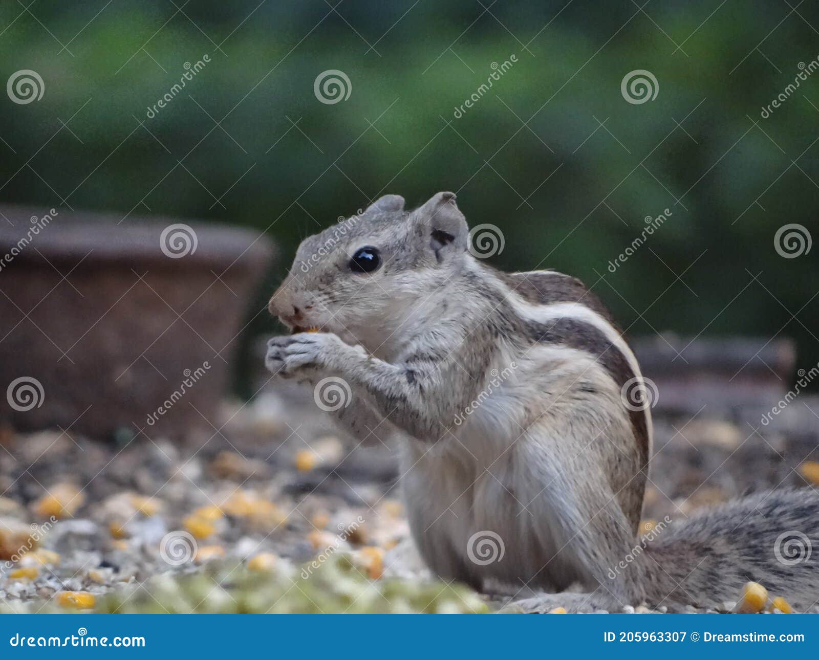 Squirrel Eating Corn and Seeds in a Park Stock Image Image of animal