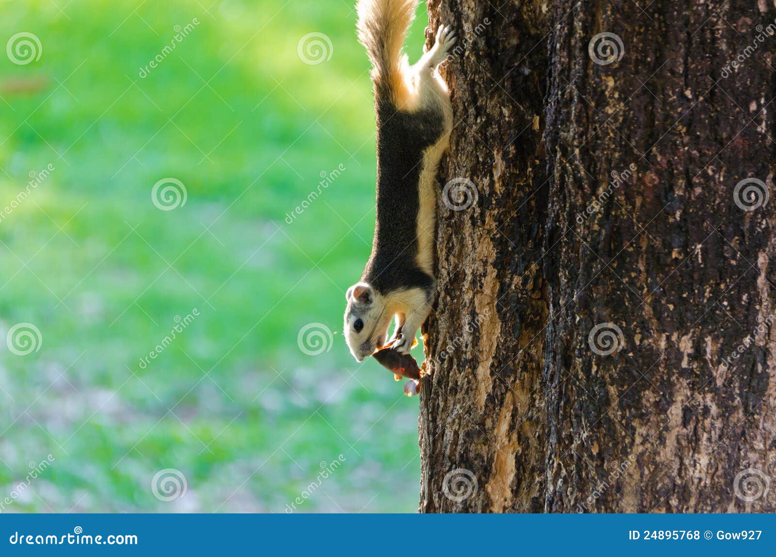 Squirrel Eating a Dry Fruit on the Tree Stock Photo Image of mammal