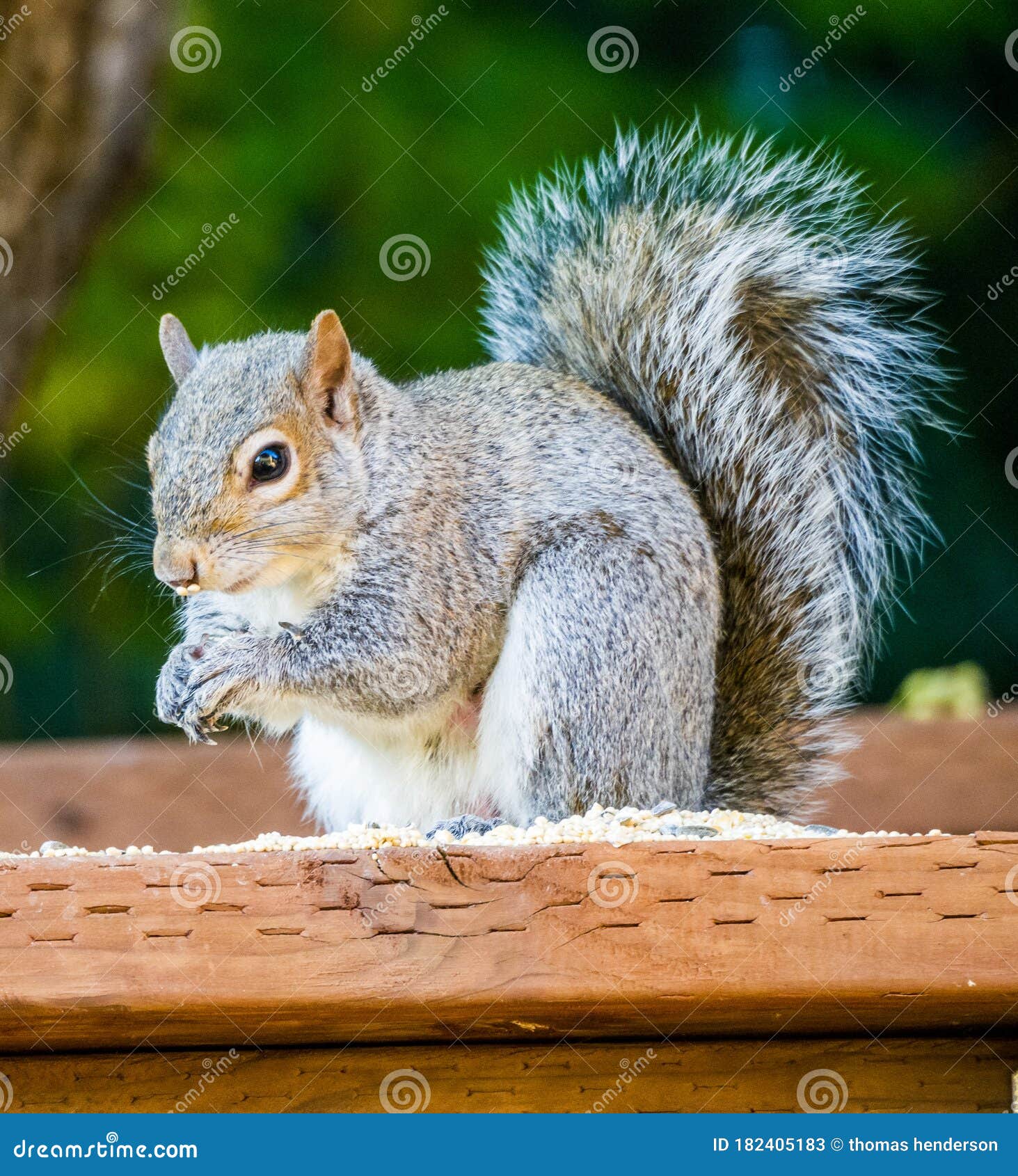 Squirrel Eating Food on Fence Post. Stock Image Image of post, food