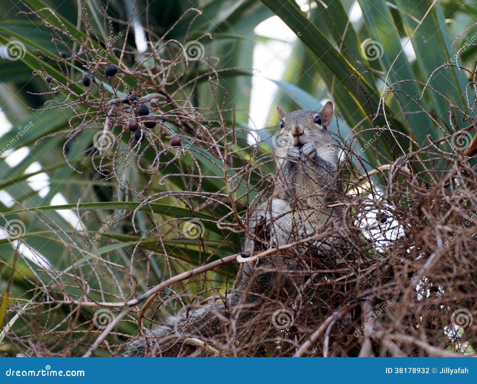 Squirrel Eating Fruit from Palm Tree Stock Photo Image of sciuridae