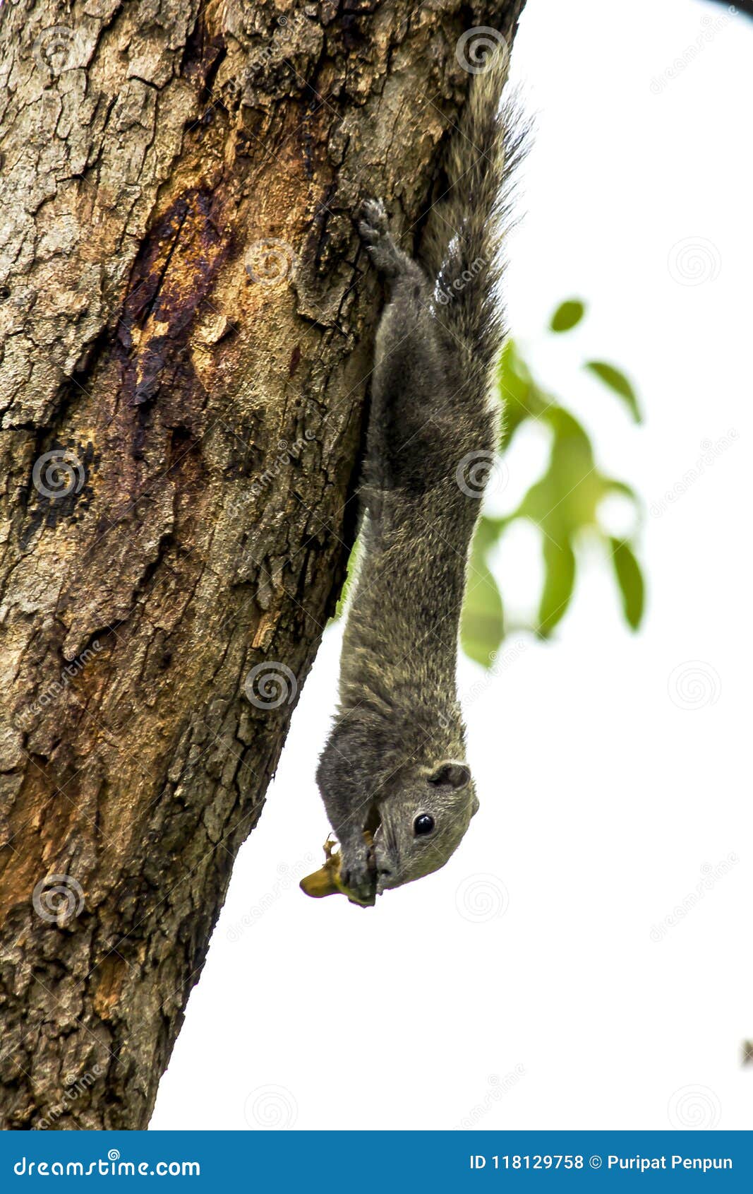 Squirrel Eating Fruit on a Tree in the Park. Stock Photo Image of