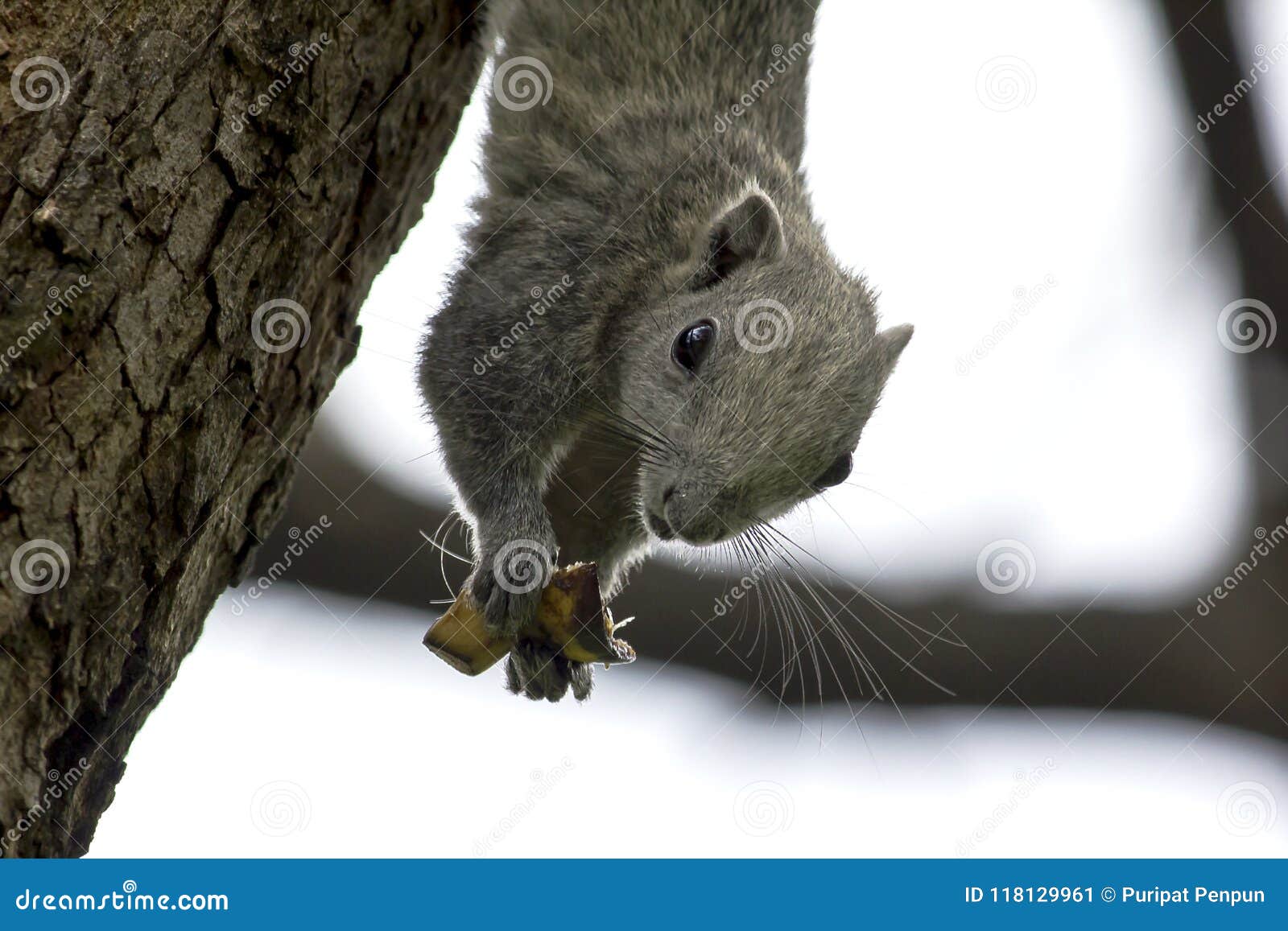 Squirrel Eating Fruit on a Tree in the Park. Stock Image Image of