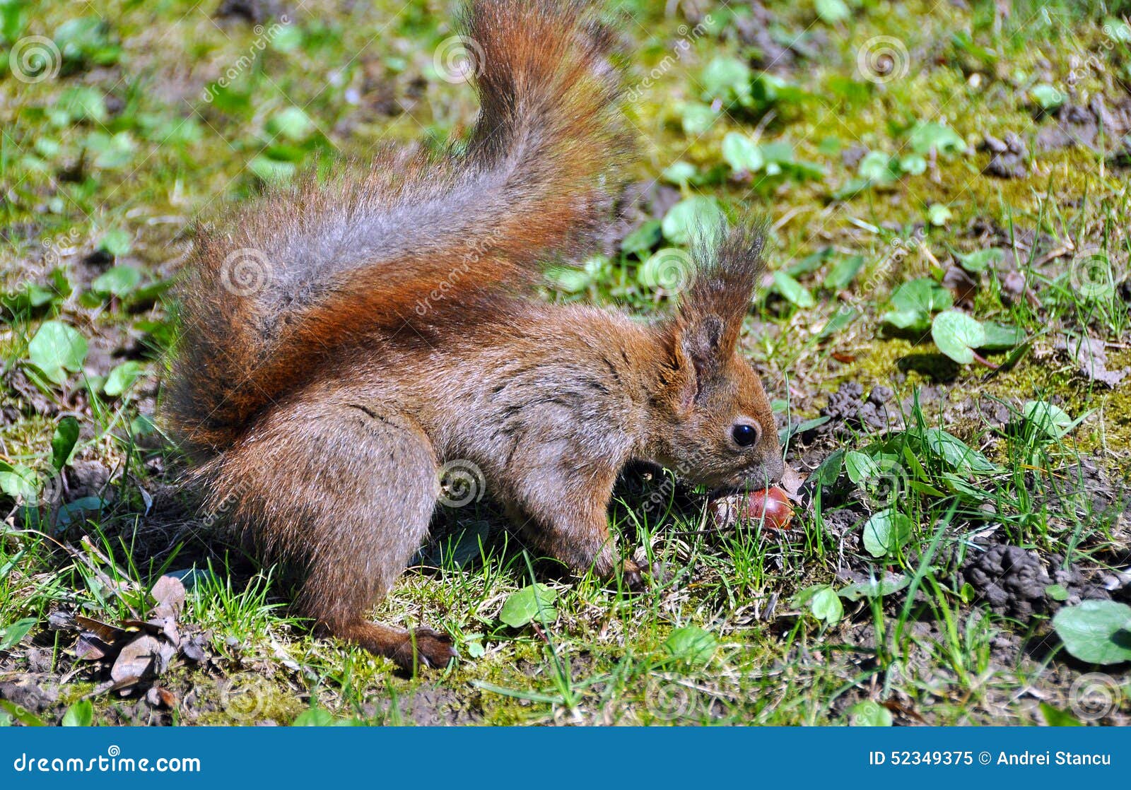 Squirrel stock image. Image of squirrel, lovely, wildlife 52349375