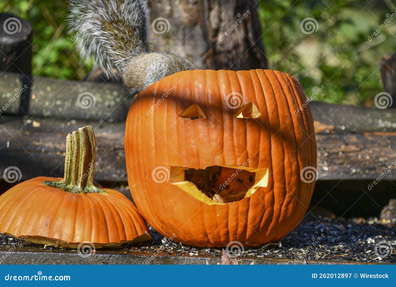 Squirrel Eating Inside of the Pumpkin Stock Image Image of design