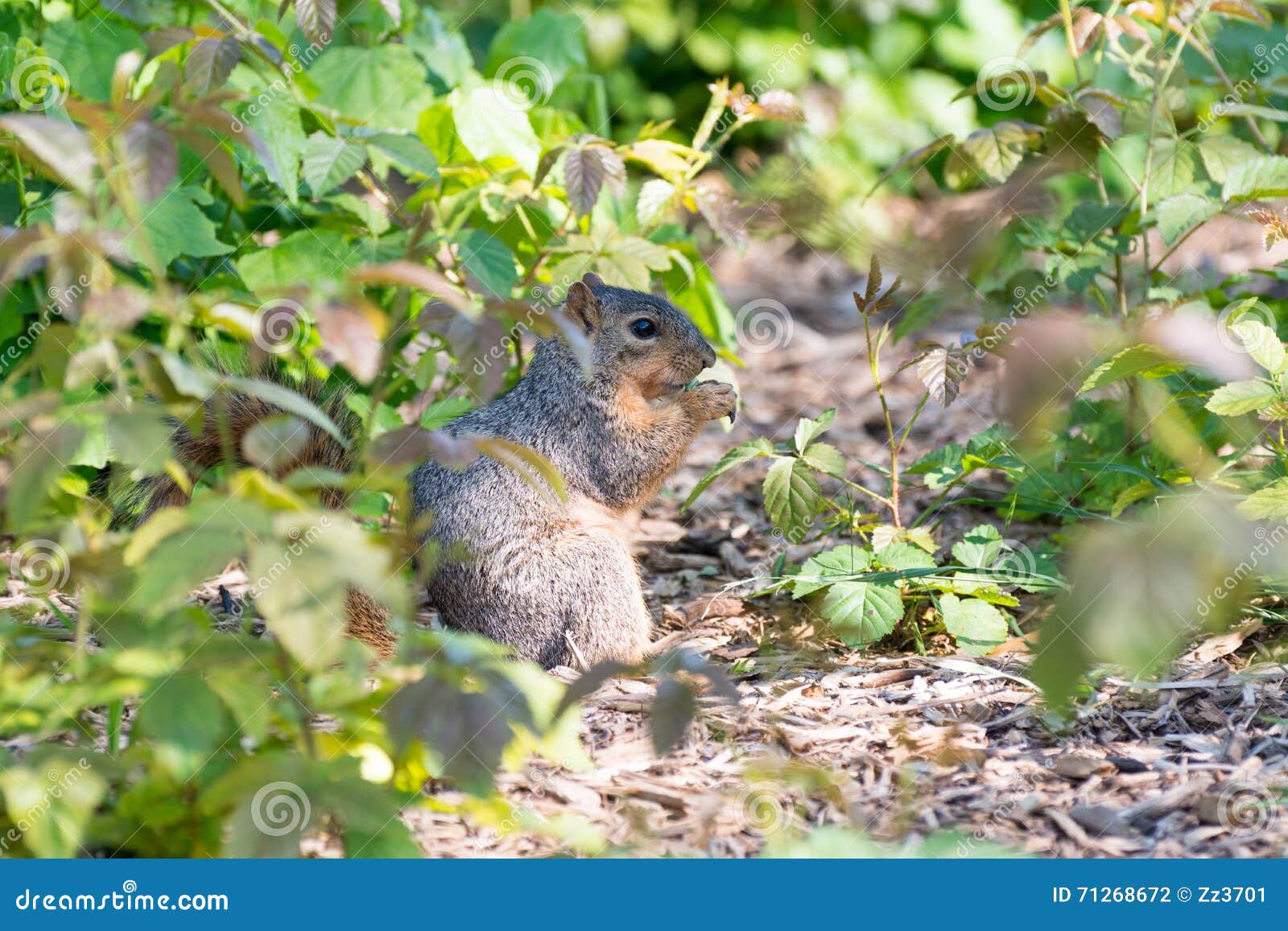 Squirrel eating leaves stock photo. Image of environment 71268672