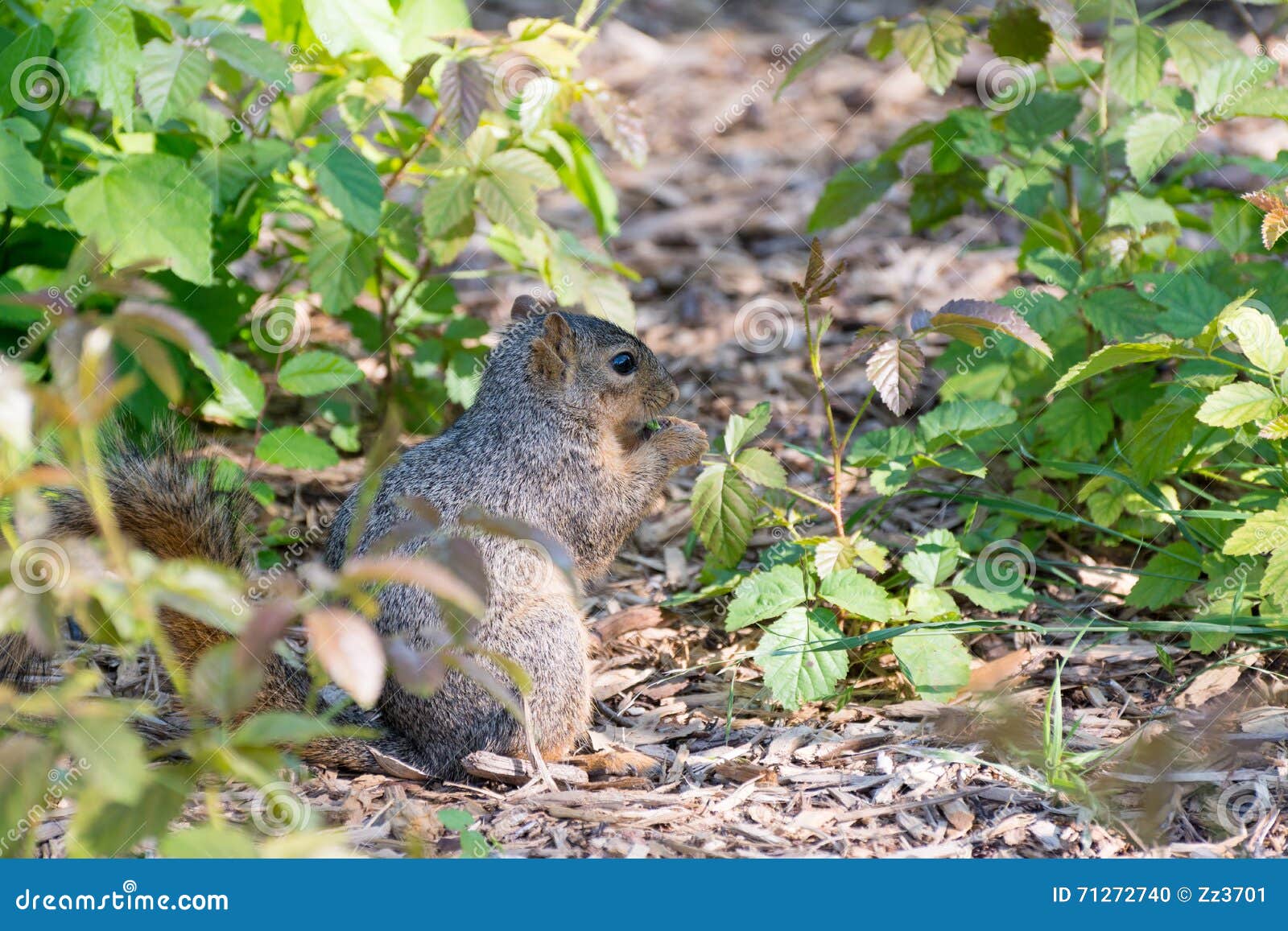 Squirrel eating leaves stock photo. Image of feeding 71272740