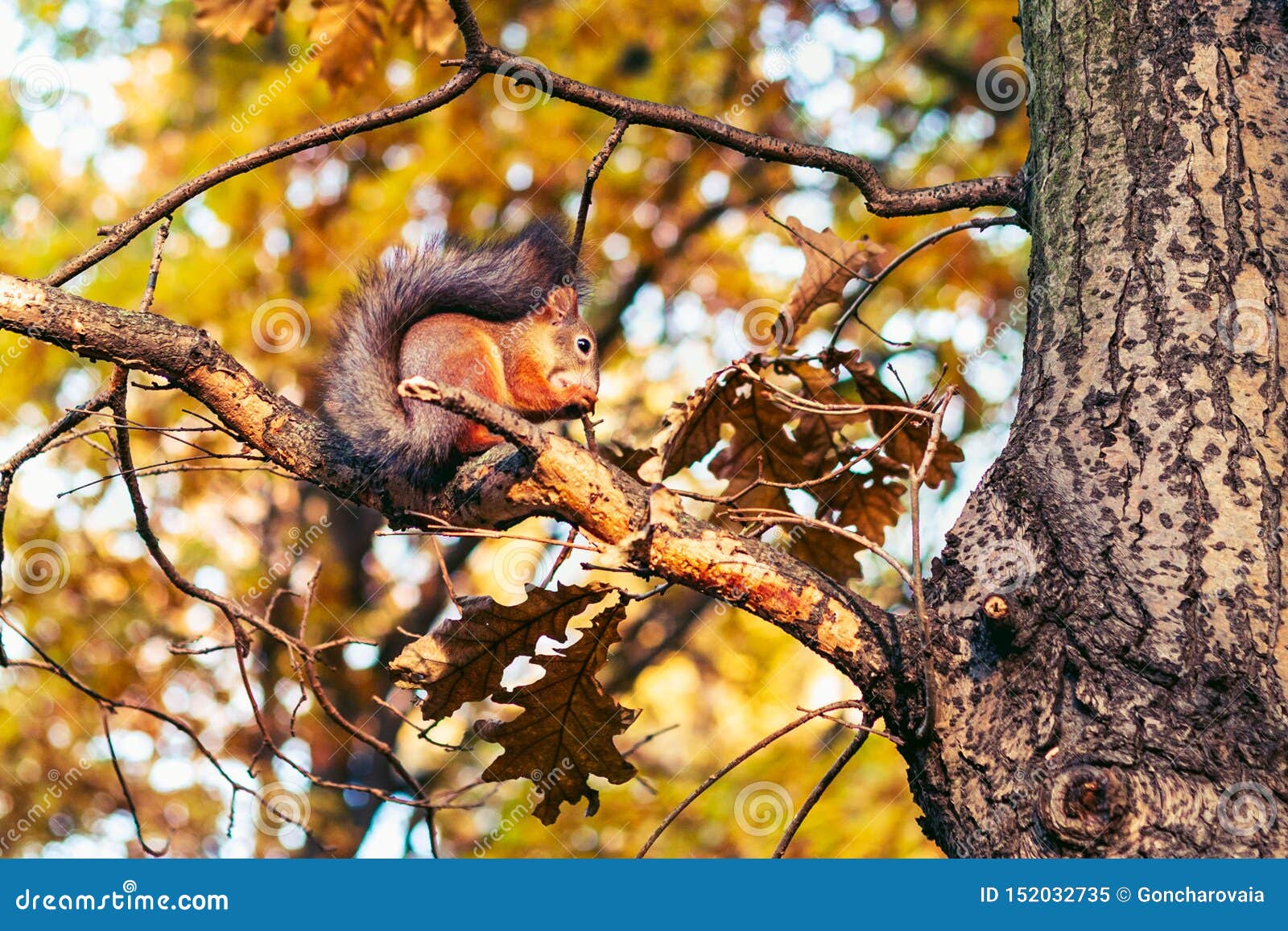 Squirrel Eating Nut in Autumn Forest. Stock Image Image of park
