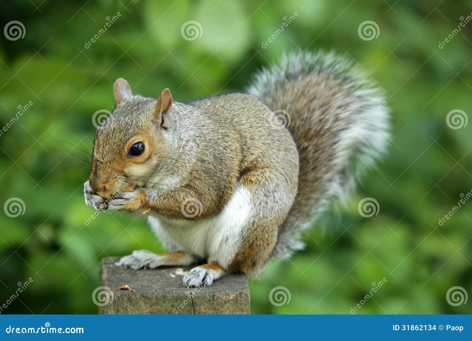 Squirrel Eating Porn Pix