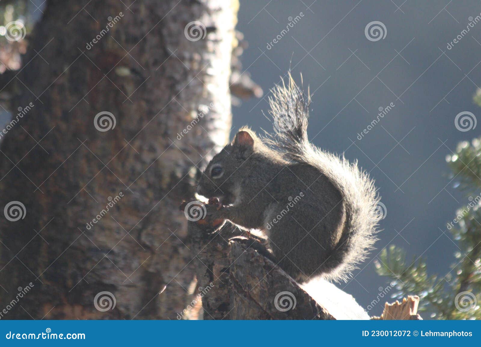 squirrel eating a nut morning sun