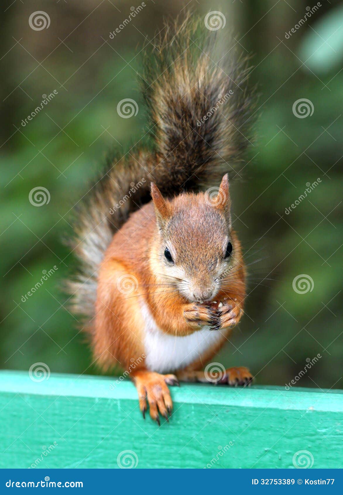 Squirrel eating a nut stock image. Image of closeup, curious 32753389