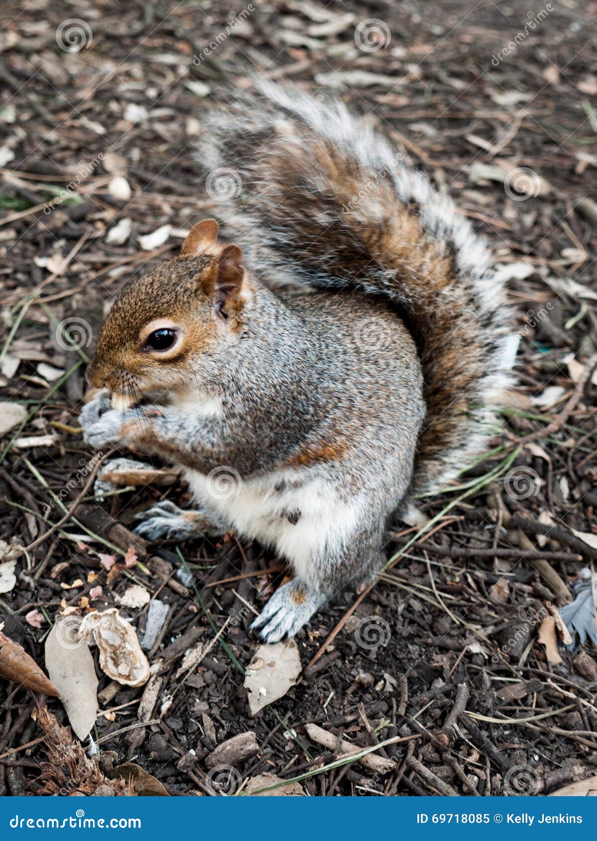 Squirrel Eating a Nut stock image. Image of eyes, creature 69718085