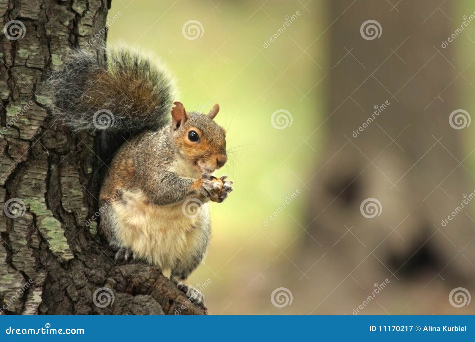 Squirrel Eating Nuts stock image. Image of hairy, park 11170217
