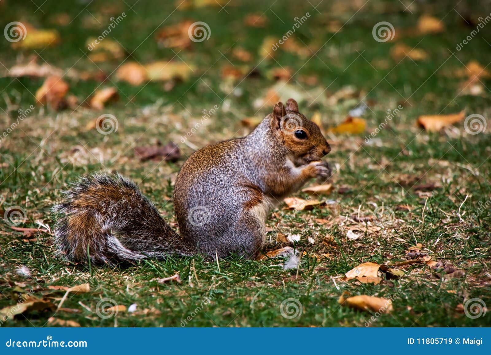 Squirrel eating nuts stock image. Image of grey, green 11805719