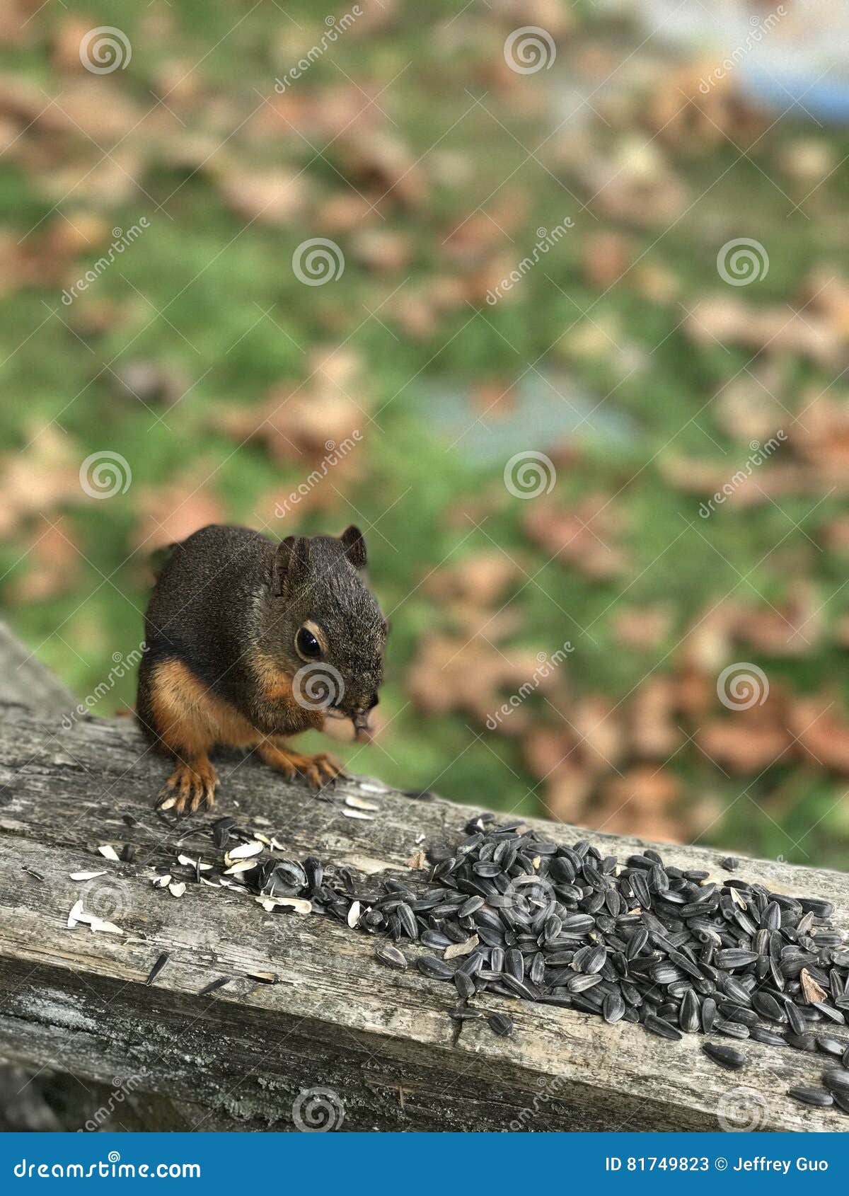 Squirrel eating nuts stock image. Image of burnaby, fauna 81749823