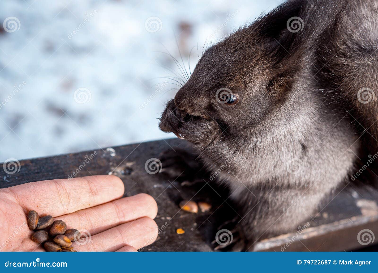 Squirrel eating nuts. stock image. Image of hungry, looking 79722687