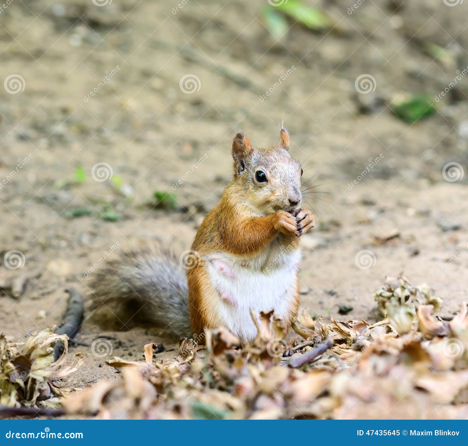Squirrel eating nuts stock image. Image of fluffy, creature 47435645
