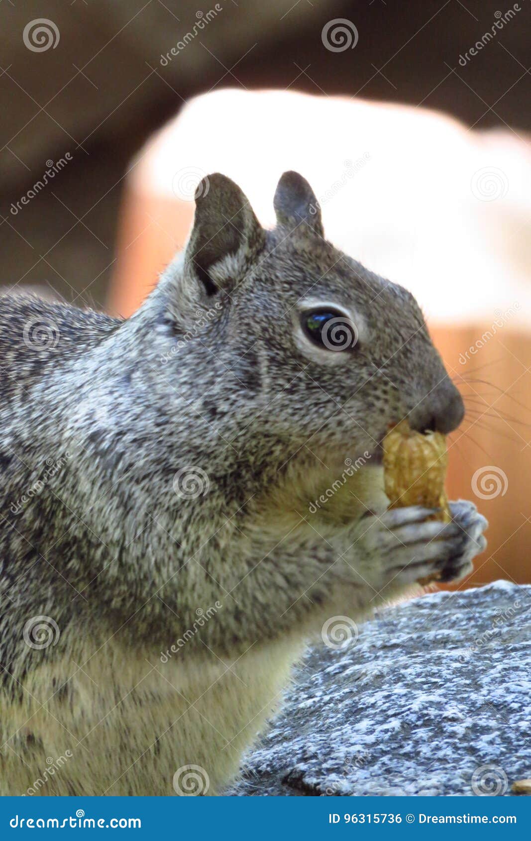 Squirrel Eating a Nuts in Yosemite National Park Stock Photo - Image of