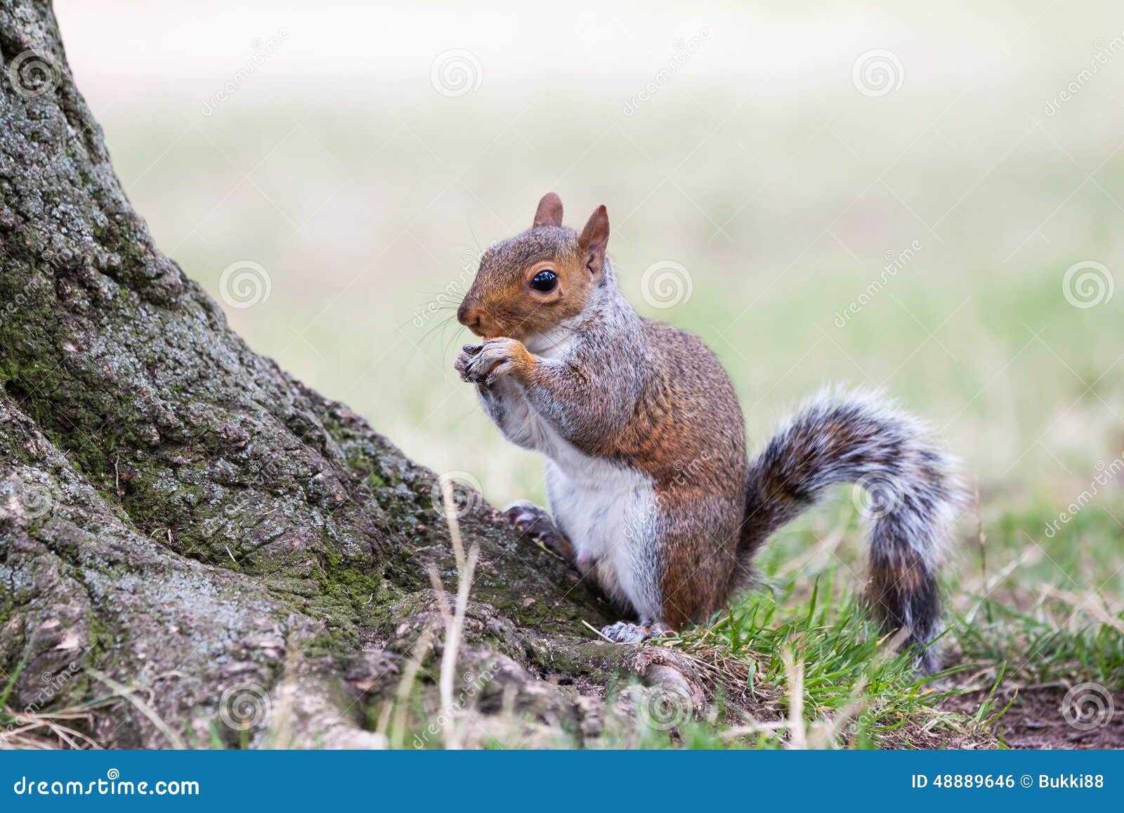 Squirrel eating. stock photo. Image of animal, mammal 48889646