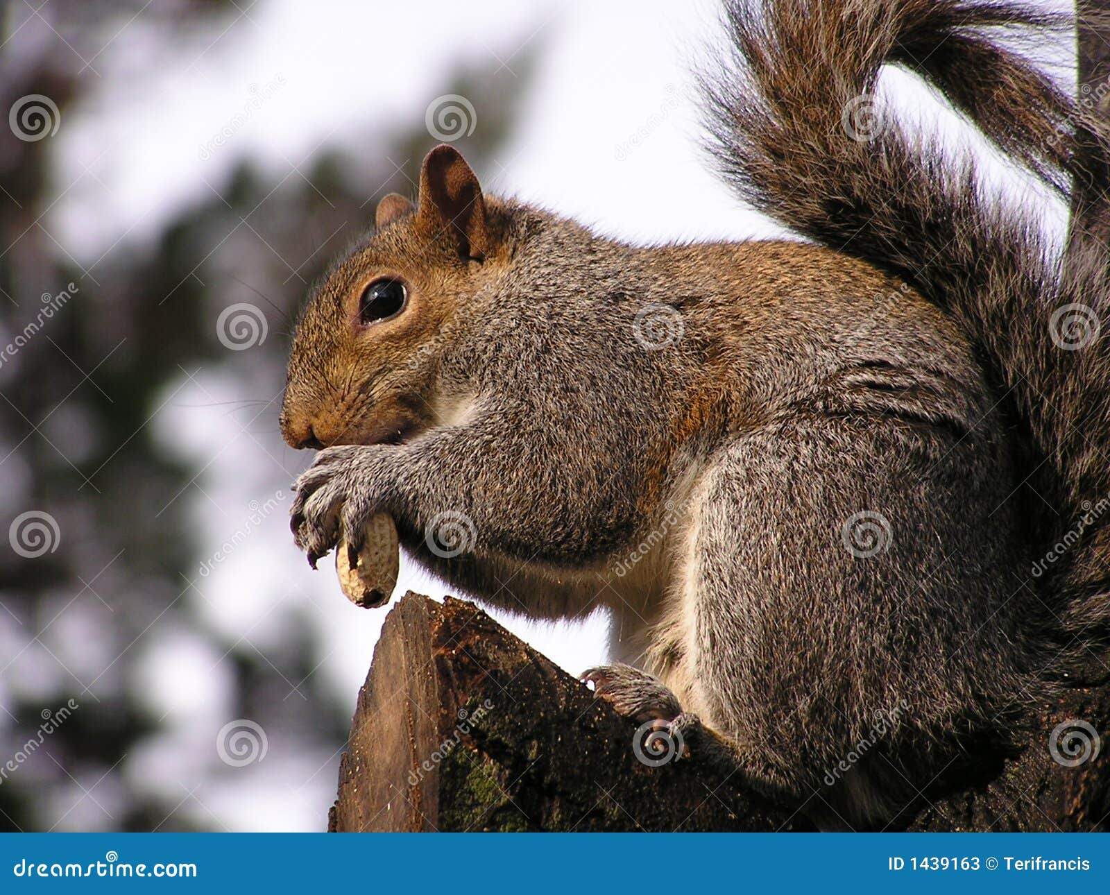 Squirrel eating peanut stock image. Image of animals, close 1439163