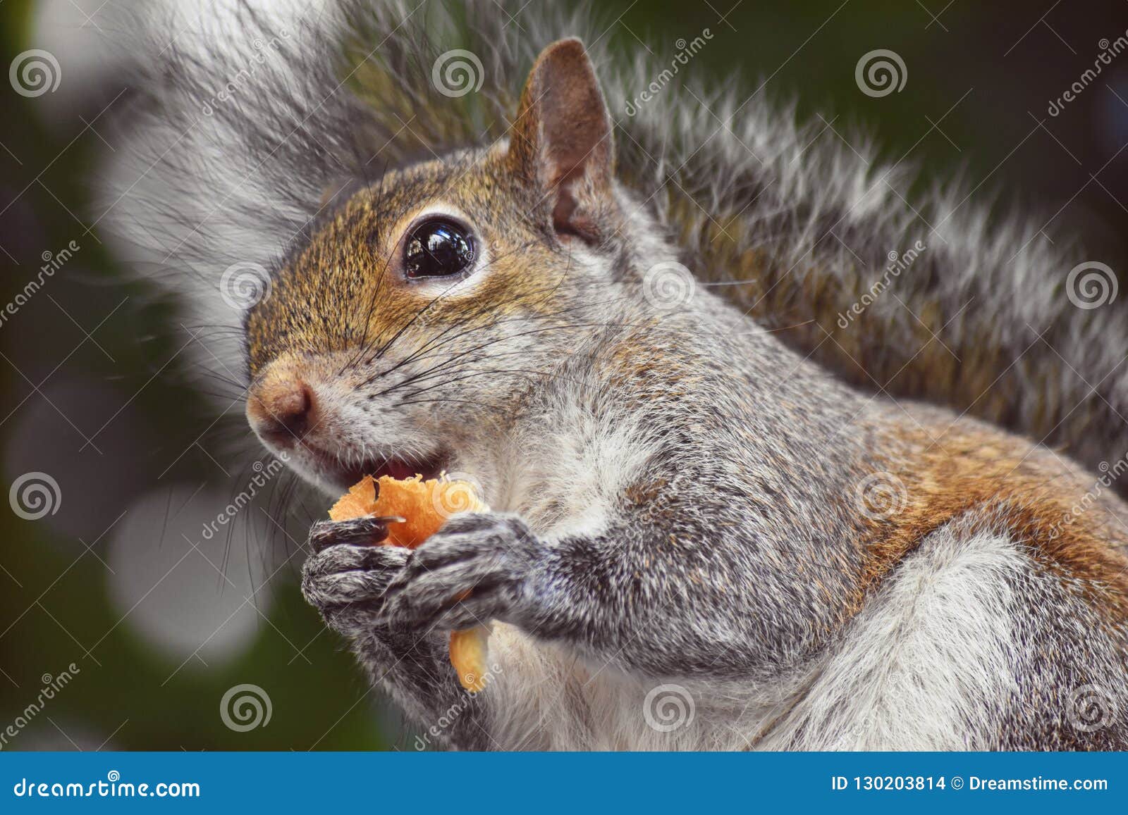 Squirrel Eating a Piece of Bread Stock Photo Image of woods, bread