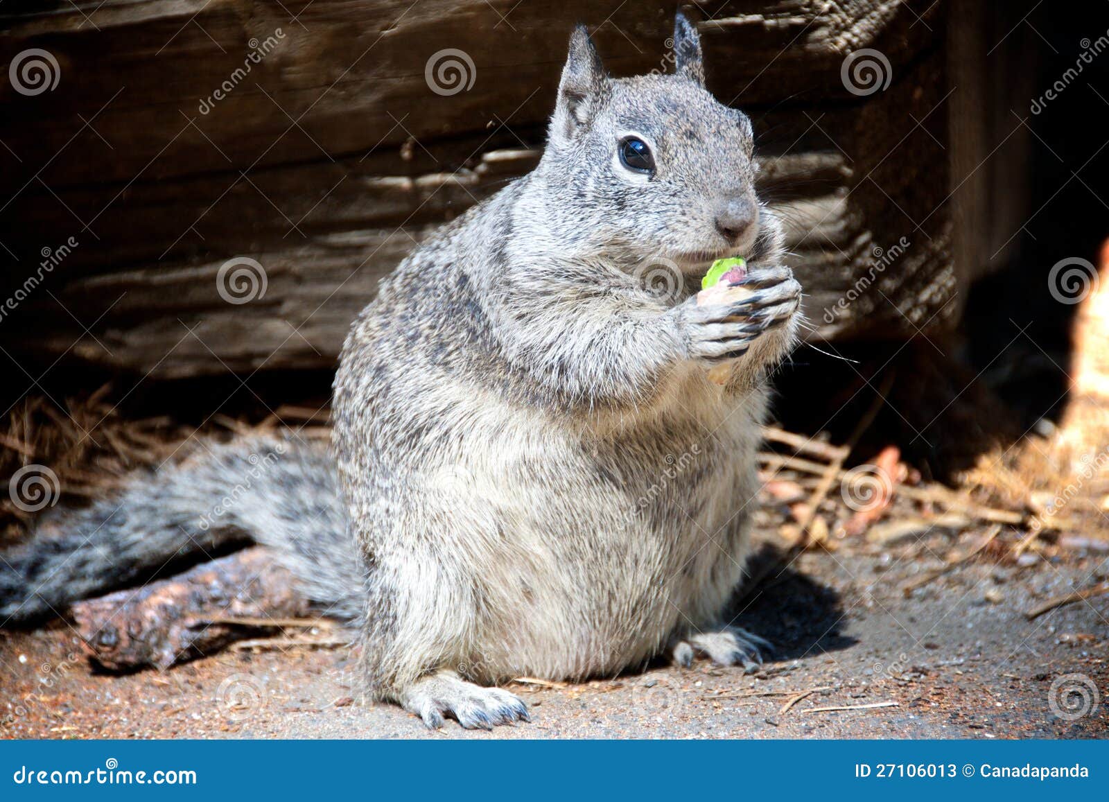 Squirrel eating pistachio stock image. Image of woods 27106013