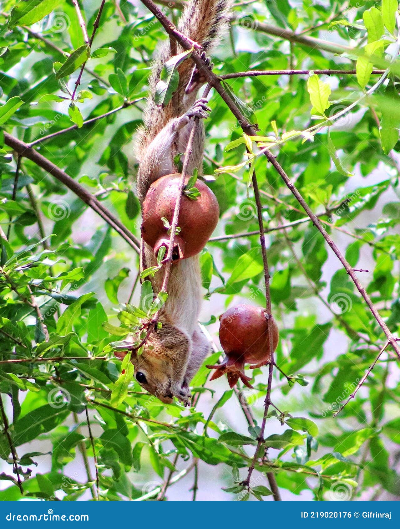 Squirrel Eating Pomegranate Fruit Stock Photo Image of safari, style