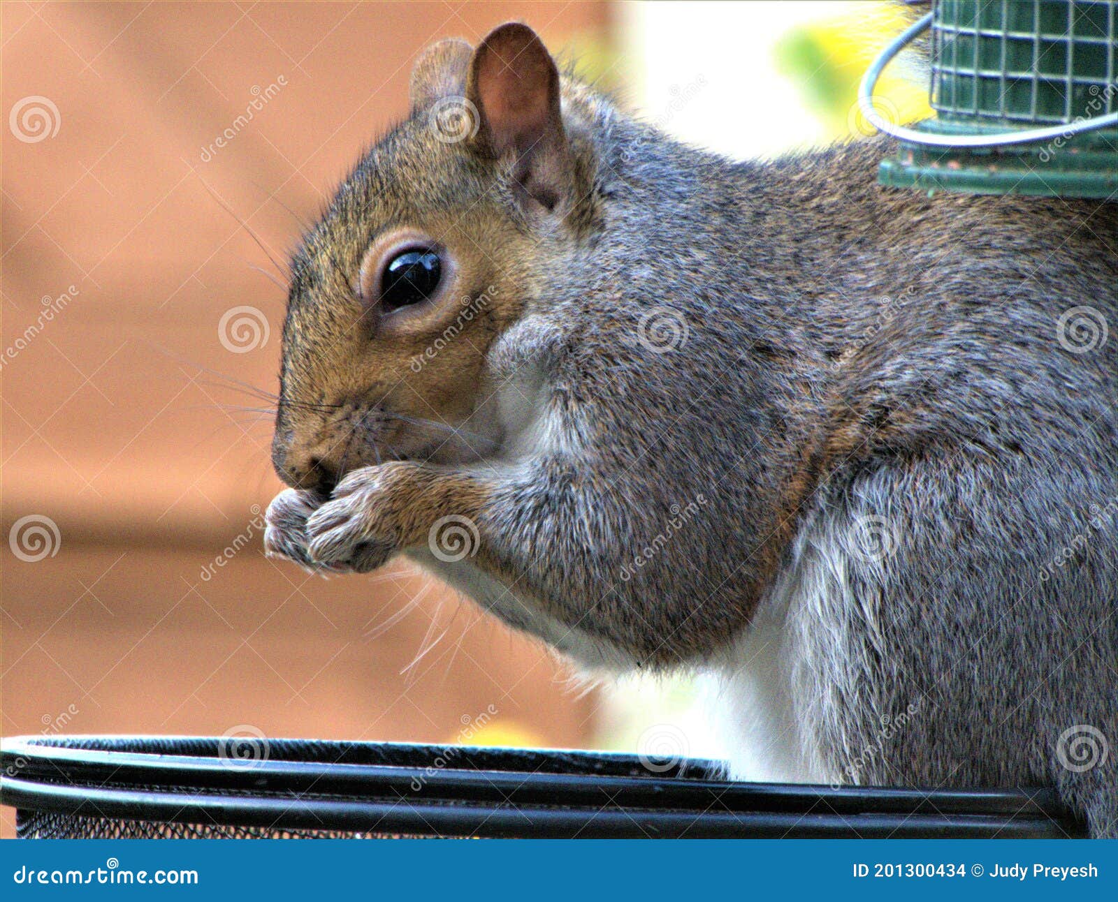 Squirrel Eating Pumpkin Seed from a Bird Feeder Stock Photo Image of seed, rodents 201300434