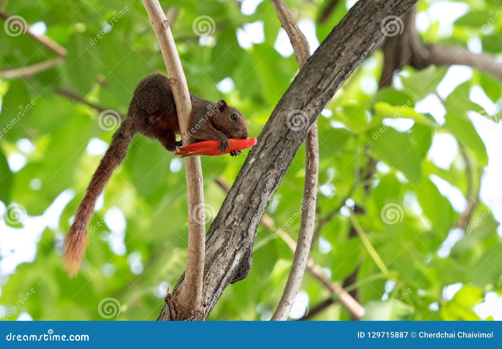 Squirrel Eating Red Flower Bud on a Tree Branch Stock Image Image of