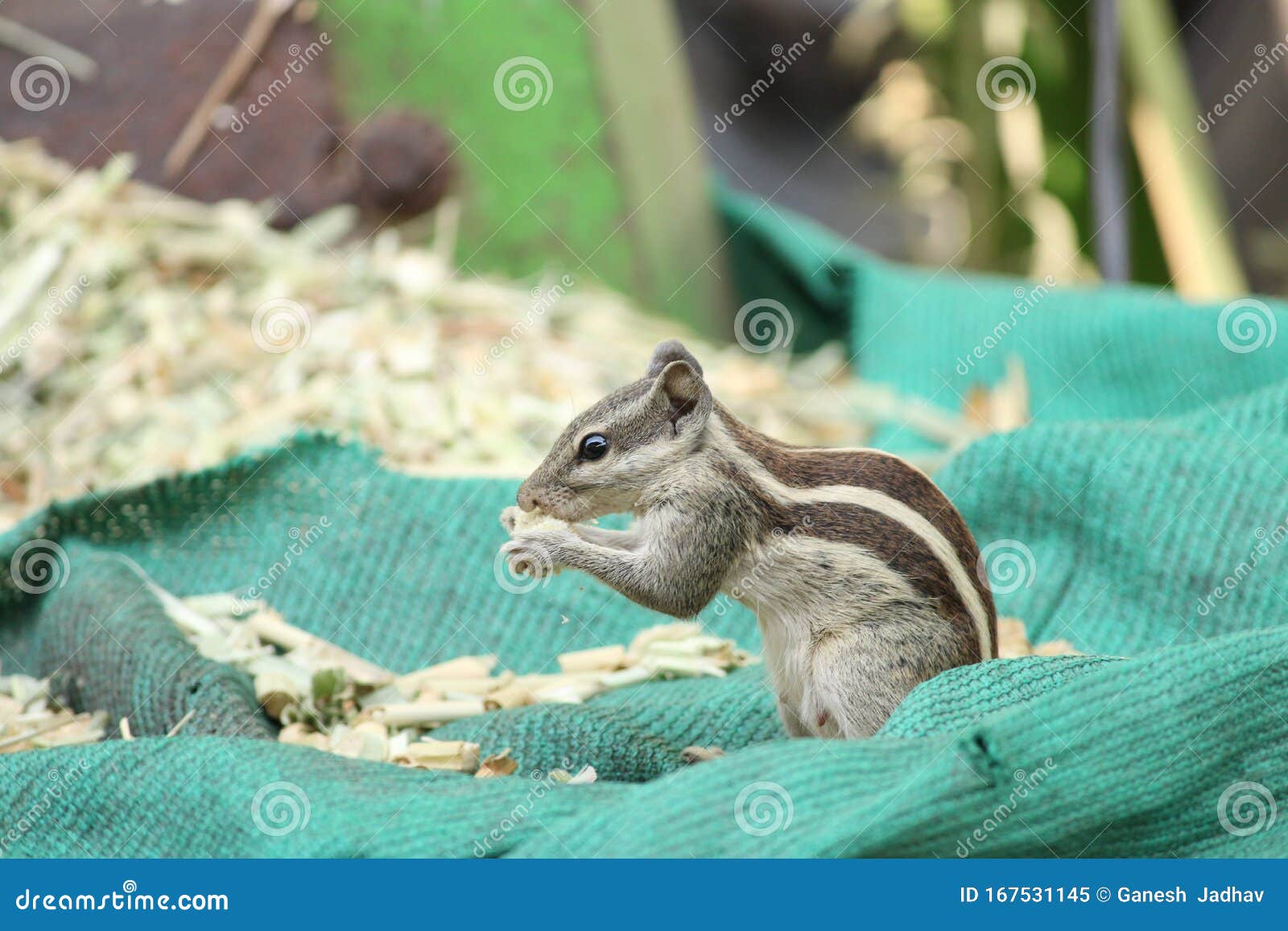 Squirrel Eating Seeds. Hd Photo of the Squirrel Stock Image Image of